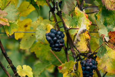 Reims France November 4, 2019 View of the vineyard of Taittinger Champagne house during autumn in the countryside of Reims in the afternoonのeditorial素材