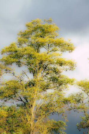 View of colorful tree in autumn in France in late afternoon