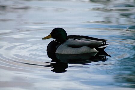 View of wild duck in a pond near Reims in France
