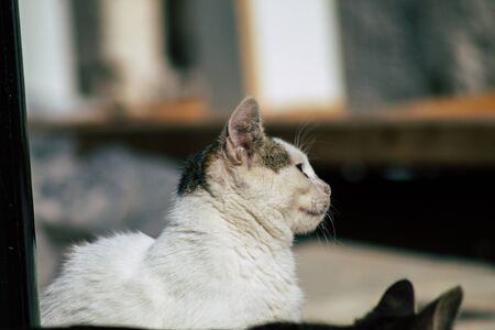 Palestinian Territory Bethlehem December 16, 2019 View of abandoned domestic cat living in the streets of Bethlehem in the afternoonの写真素材