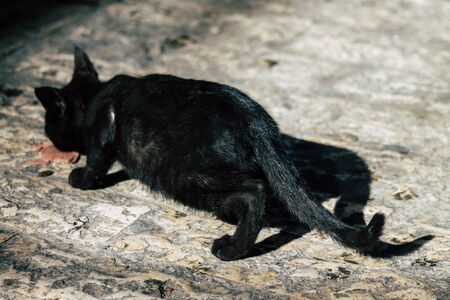 Palestinian Territory Bethlehem December 16, 2019 View of abandoned domestic cat living in the streets of Bethlehem in the afternoonの写真素材