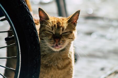 Palestinian Territory Bethlehem December 16, 2019 View of abandoned domestic cat living in the streets of Bethlehem in the afternoonの写真素材