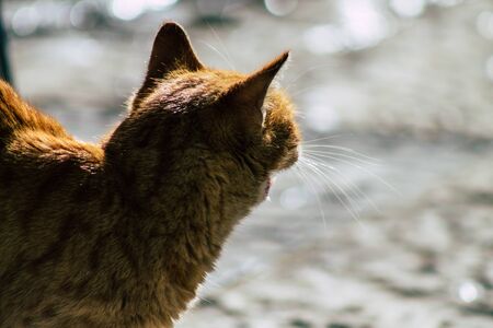 Palestinian Territory Bethlehem December 16, 2019 View of abandoned domestic cat living in the...