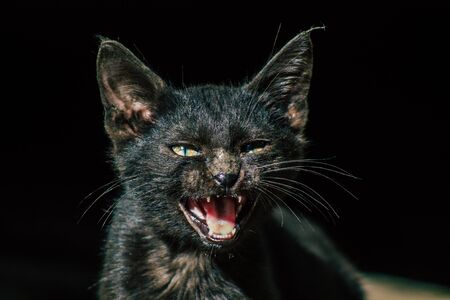 Palestinian Territory Bethlehem December 16, 2019 View of abandoned domestic cat living in the streets of Bethlehem in the afternoonの写真素材