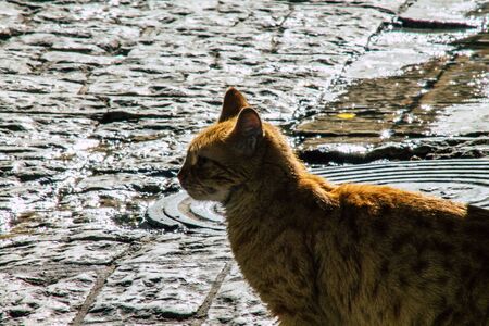 Palestinian Territory Bethlehem December 16, 2019 View of abandoned domestic cat living in the streets of Bethlehem in the afternoonの写真素材