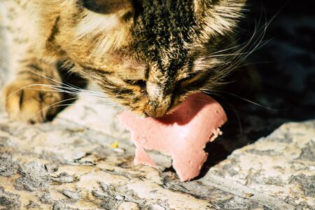 Palestinian Territory Bethlehem December 16, 2019 View of abandoned domestic cat living in the streets of Bethlehem in the afternoonの写真素材