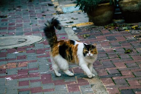 Tel Aviv January 01, 2020 View of abandoned domestic cat living in the streets of Tel Aviv in the afternoonの写真素材