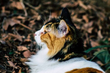 Tel Aviv January 01, 2020 View of abandoned domestic cat living in the streets of Tel Aviv in the...