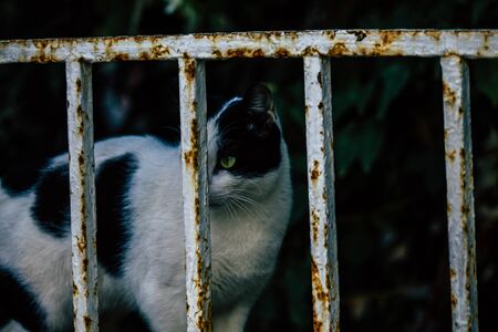 Tel Aviv January 01, 2020 View of abandoned domestic cat living in the streets of Tel Aviv in the afternoonの写真素材