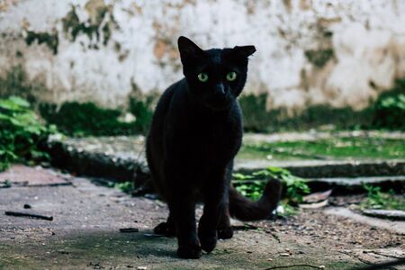 Tel Aviv Israel January 13, 2020 View of abandoned domestic cat living in the streets of Tel Aviv in...
