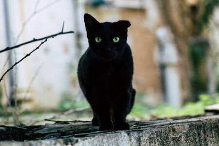 Tel Aviv Israel January 13, 2020 View of abandoned domestic cat living in the streets of Tel Aviv in the afternoonの写真素材