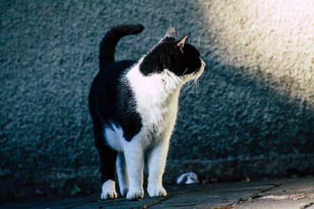 Tel Aviv Israel January 13, 2020 View of abandoned domestic cat living in the streets of Tel Aviv in...