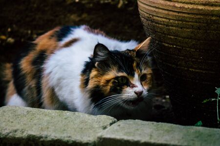 Tel Aviv Israel January 26, 2020 View of abandoned domestic cat living in the streets of Tel Aviv in the afternoonの写真素材