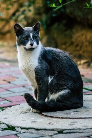 Tel Aviv Israel January 26, 2020 View of abandoned domestic cat living in the streets of Tel Aviv in...