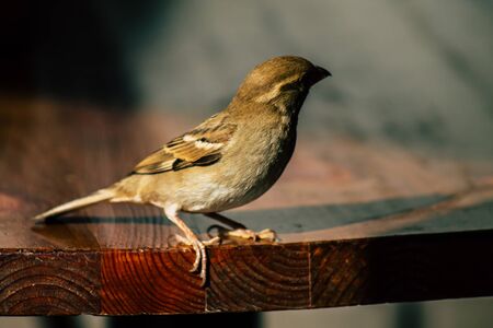 Tel Aviv Israel February 04, 2020 Closeup of a little bird in the streets of Tel Aviv in winterの写真素材