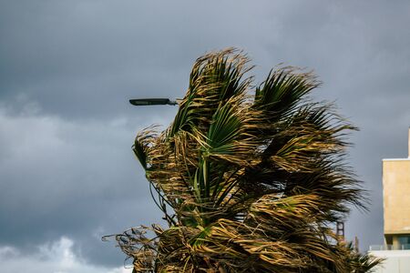 Tel Aviv Israel February 08, 2020 View of palm tree in Tel Aviv beach during a winter storm in the...