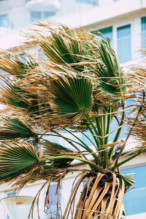 Tel Aviv Israel February 08, 2020 View of palm tree in Tel Aviv beach during a winter storm in the afternoonの写真素材