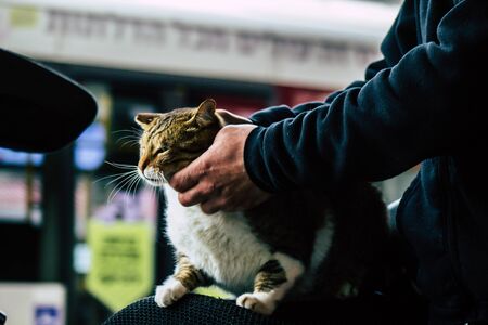 Tel Aviv Israel February 11, 2020 View of abandoned domestic cat living in the streets of Tel Avivの写真素材