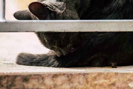 Tel Aviv Israel February 15, 2020 View of abandoned domestic cat living in the streets of Tel Avivの写真素材