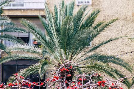 Tel Aviv Israel February 21, 2020 View of palm tree growing in the streets of Tel Aviv in the afternoonの写真素材