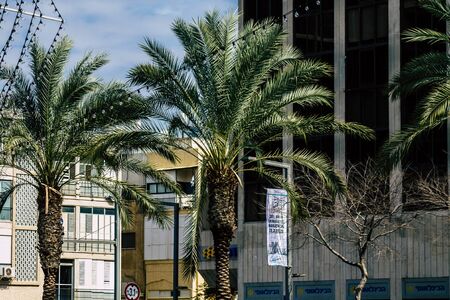 Tel Aviv Israel February 21, 2020 View of palm tree growing in the streets of Tel Aviv in the afternoonのeditorial素材