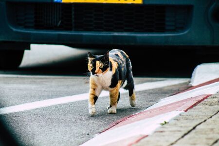 Tel Aviv Israel February 27, 2020 View of abandoned domestic cat living in the streets of Tel Avivの写真素材
