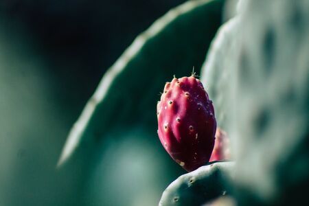 View of cactus growing in Cyprus in the afternoonの写真素材