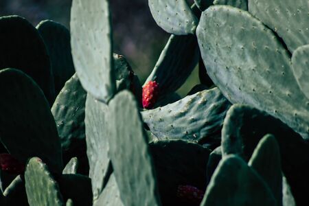 View of cactus growing in Cyprus in the afternoonの写真素材