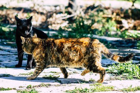 Paphos Cyprus March 03, 2020 View of abandoned domestic cat living in the streets of Paphos in the afternoonの写真素材