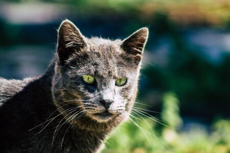 Paphos Cyprus March 03, 2020 View of abandoned domestic cat living in the streets of Paphos in the afternoonの写真素材
