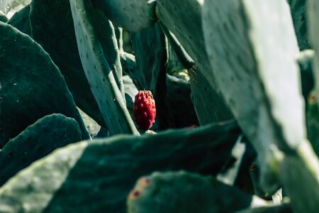 View of cactus growing in Cyprus in the afternoonの写真素材