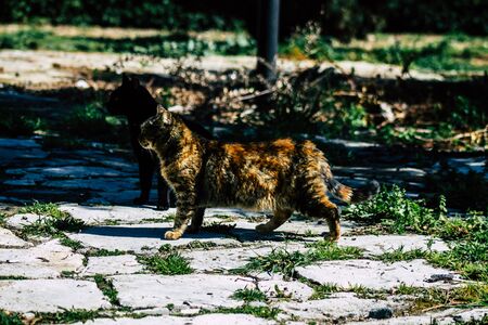 Paphos Cyprus March 03, 2020 View of abandoned domestic cat living in the streets of Paphos in the afternoonの写真素材