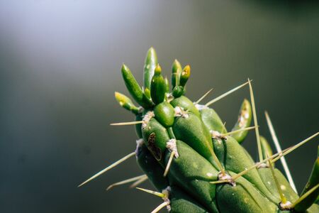 View of cactus growing in Cyprus in the afternoon