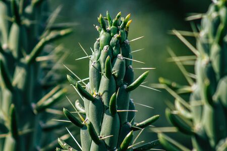 View of cactus growing in Cyprus in the afternoon