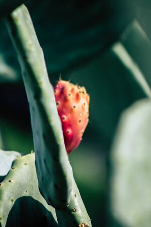 View of cactus growing in Cyprus in the afternoon