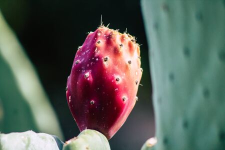 View of cactus growing in Cyprus in the afternoonの写真素材
