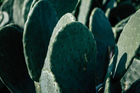 View of cactus growing in Cyprus in the afternoonの写真素材