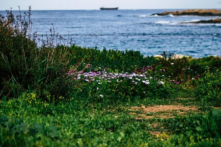 View of various flowers growing in the streets of Paphos in Cyprus