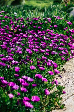 View of various flowers growing in the streets of Paphos in Cyprus