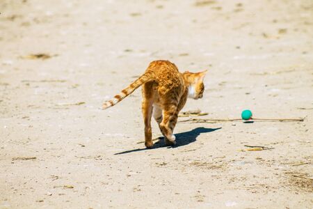 Paphos Cyprus March 08, 2020 View of abandoned domestic cat living in the streets of Paphosの写真素材