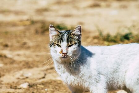 Paphos Cyprus March 08, 2020 View of abandoned domestic cat living in the streets of Paphos