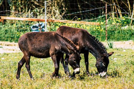 Paphos Cyprus March 08, 2020 View of various donkeys living in the countryside of Paphosの写真素材