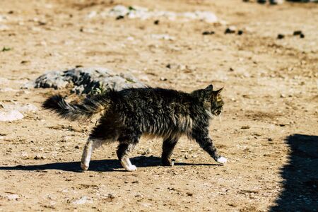 Paphos Cyprus March 08, 2020 View of abandoned domestic cat living in the streets of Paphosの写真素材