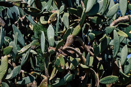 Paphos Cyprus March 08, 2020 View of cactus growing in the streets of Paphos in the afternoonの写真素材