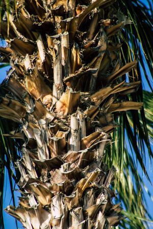 Paphos Cyprus March 09, 2020 View of a palm tree growing in the streets of Paphos in Cyprusの写真素材
