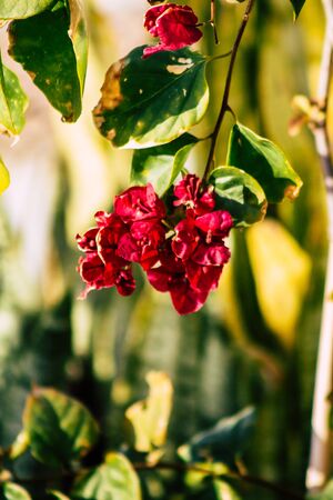Paphos Cyprus March 09, 2020 View of various flowers growing in the streets of Paphos in Cyprusの写真素材