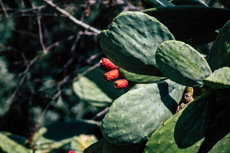 View of cactus growing in the streets of Paphos in the afternoonの写真素材