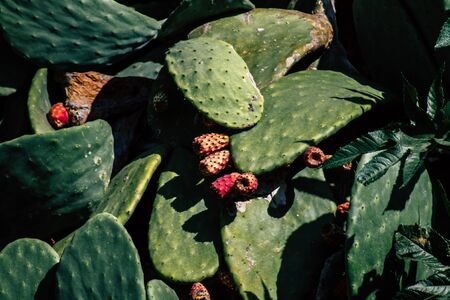 Paphos Cyprus March 11, 2020 View of cactus growing in the streets of Paphos in the afternoon