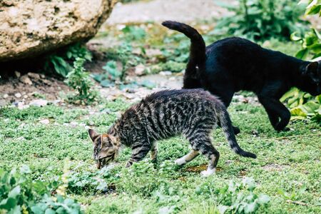 Limassol Cyprus March 13, 2020 View of abandoned domestic cat living in the streets of Limassolの写真素材