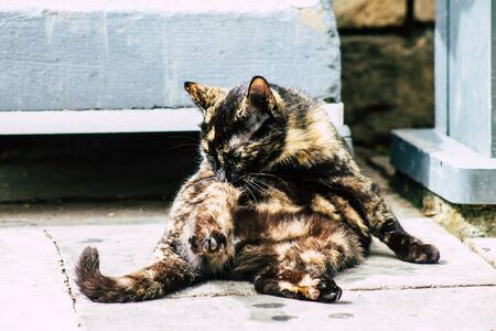 Limassol Cyprus March 13, 2020 View of abandoned domestic cat living in the streets of Limassolの写真素材